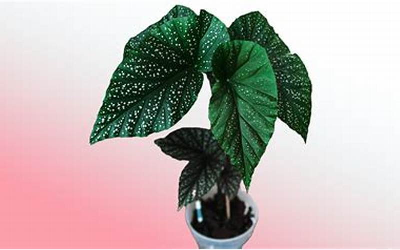Begonia