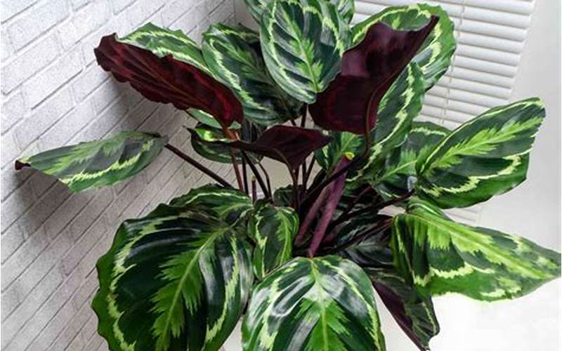 Calathea
