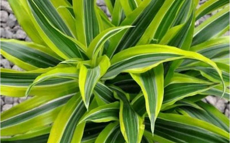 Dracaena