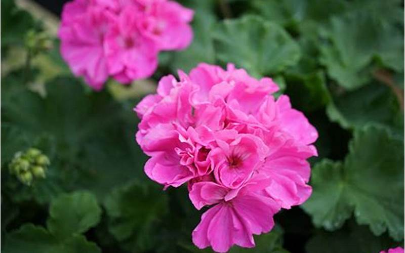 Geranium